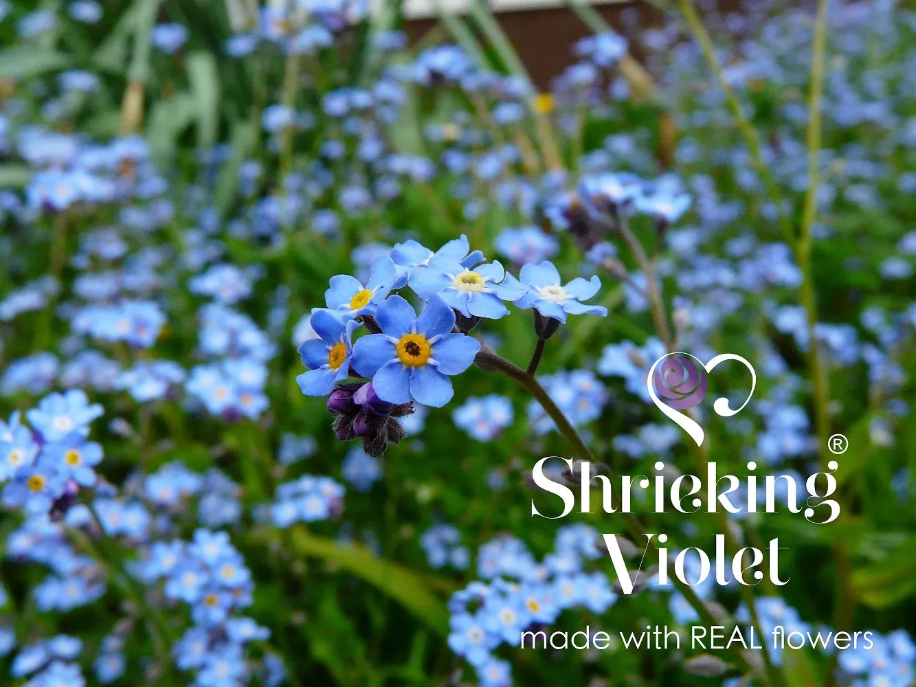 Shrieking Violet Real Flower Forget Me Not Silver Ring FRA-01